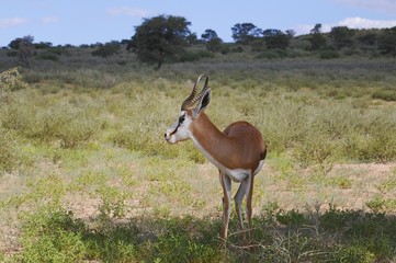 Springbock (Antidorcas marsupialis)- Kgalagadi Nationalpark