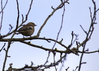 Chaffinch (Male)