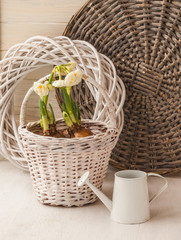 Daffodils in a white basket and a decorative watering can