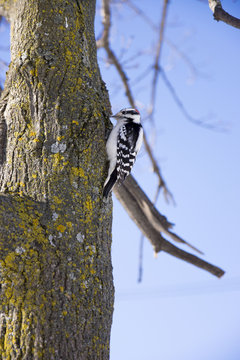 pivert qu&eacute;b&eacute;cois