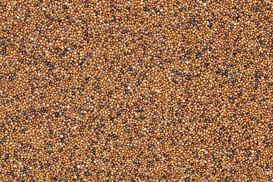 kaniwa grain background