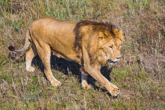 Lion Pride in nature