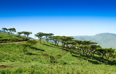 Obraz premium African landscape,