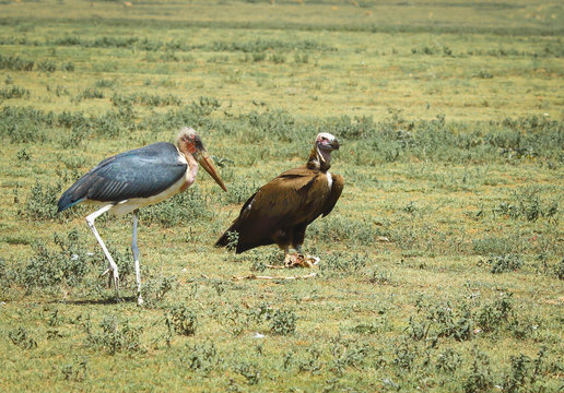 marabou stork and vulture