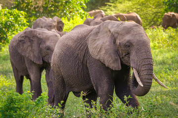 Obraz premium elephants family