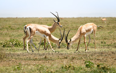 fighting antelope