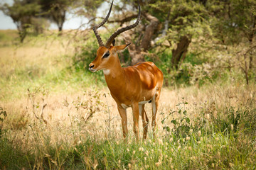 Naklejka na ściany i meble goat antelope impala