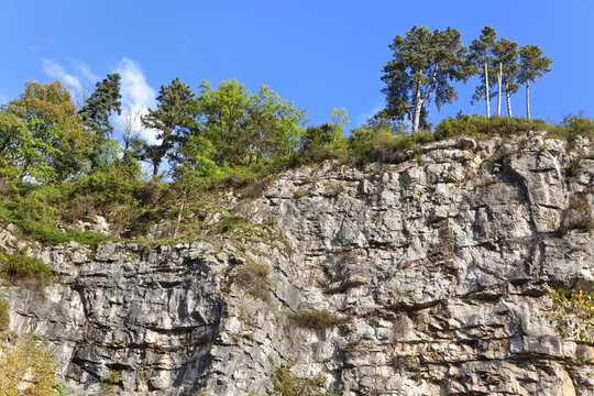 trees on a rock