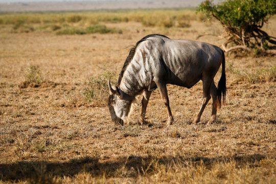 Wildebeest in amboseli