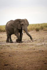 Obraz premium Spacerujący słoń