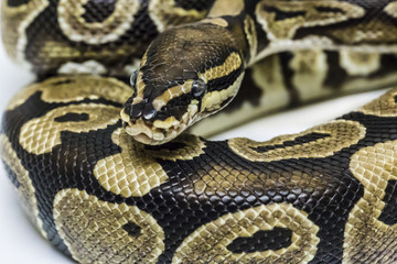 Royal Python