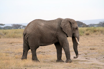 Fototapeta na wymiar Elephant de profil