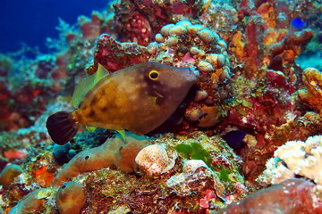 Trigger fish