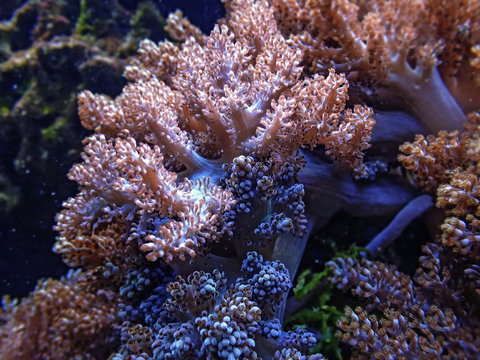 coral in detail