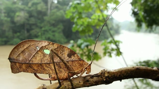 Leaf mimic katydid in rainforest with river background, Ecuador.