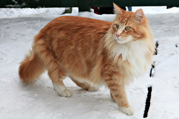 Fototapeta na wymiar Beautiful ginger cat on snow background
