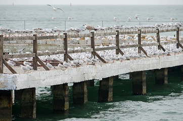 Gulls nest on the pier