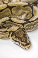 Spider Ball Python
