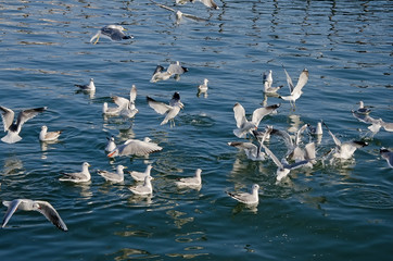 Gulls swim in the sea