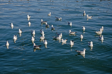 Gulls swim in the sea