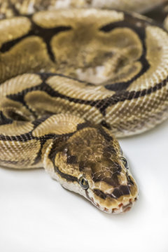 Spider Ball Python