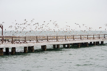 Naklejka na ściany i meble Seagulls on the pier