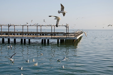 Seagulls on the pier
