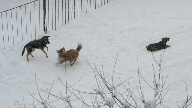 Two homeless dogs playing in snow