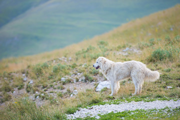Obraz na płótnie Canvas Sheepdog, Piano Grande, Monti Sibillini NP, Umbria, Italy