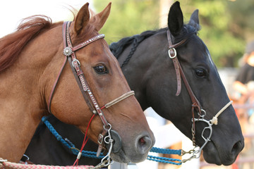 Barrel Racing Horses