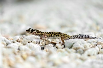Gecko lizard on rocks