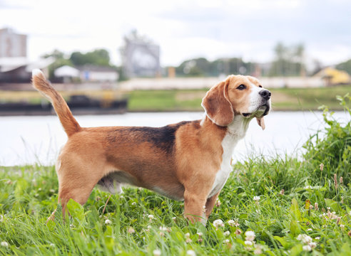 Purebered beagle standing in green grass
