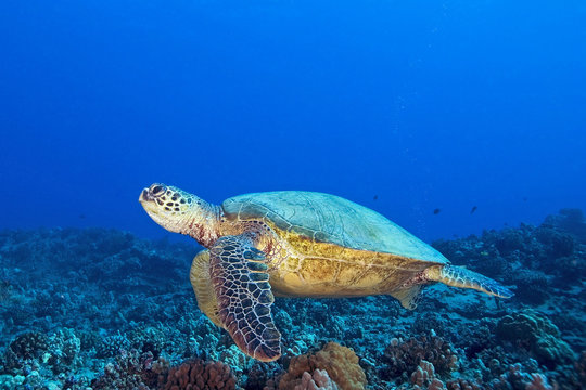 Turtle at Hawaii Coral Reef