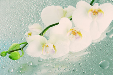 Beautiful orchids with drops close-up