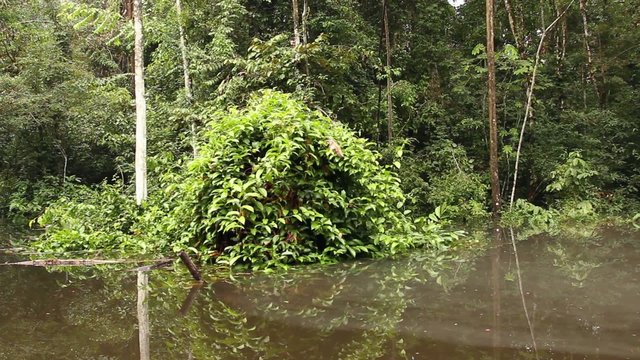 Drifting through an Amazonian oxbow lake