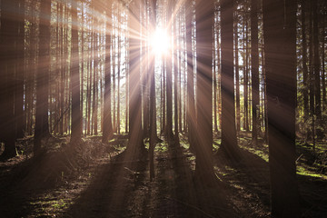 Fototapeta premium Sonne im Wald