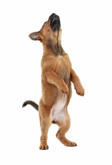 Cute puppy isolated on white