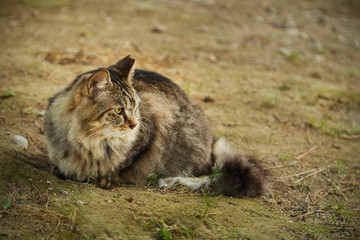 Obraz premium Japanese Street Cat