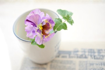 フリルのパンジー