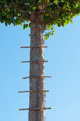 ladder on tree