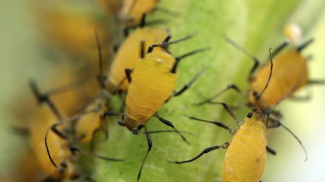 Oleander Aphids (Aphis nerii)