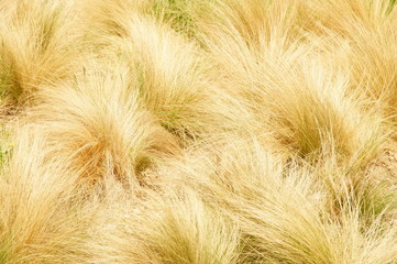 Yellow grass background.