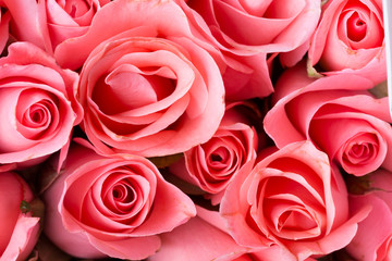 beautiful rose background