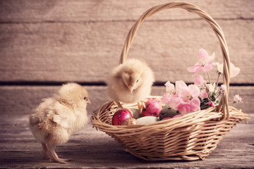 chicken with Easter eggs on wooden background