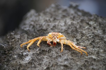 Crab on a gray stone.