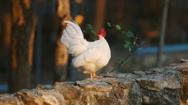 white bantam