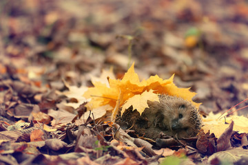 hedgehog autumn leaves forest