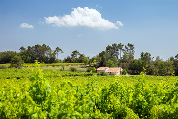 Fototapeta na wymiar house with vineyard, Rhone valley