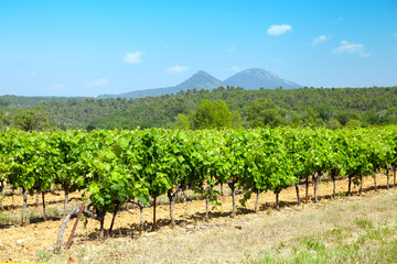 Fototapeta na wymiar Landscape with vineyard, Provence-Alpes-Cot e d'Azur, France