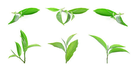 Green tea leaf isolated on white background.